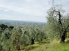 Toscana - Vinci