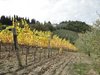 Nel Chianti senese